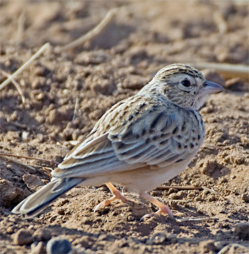 Indian Bushlark