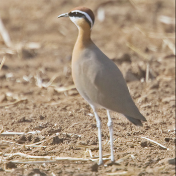 Indian Courser