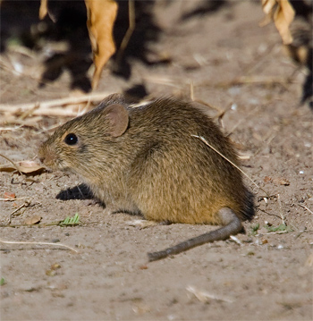 Indian Gerbil