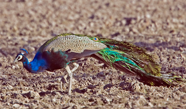 Indian Peafowl