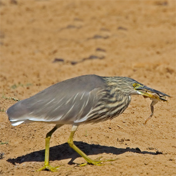 Indian Pond-heron
