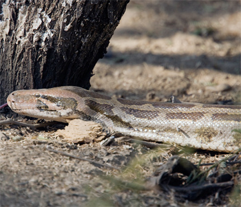 Indian Python