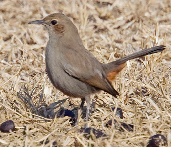 Indian Robin (female)<