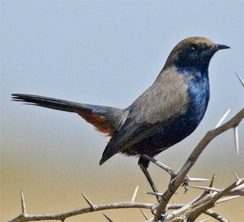 Indian Robin (male)