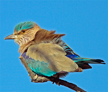 Indian Roller