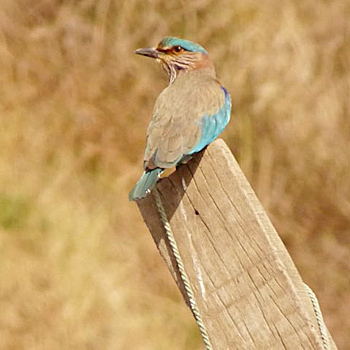 Indian Roller