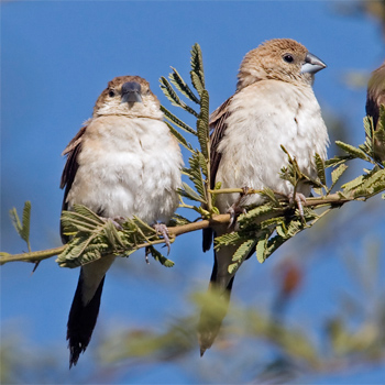 Indian Silverbill