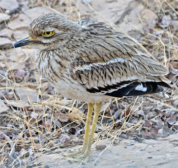 Indian Thick-knee