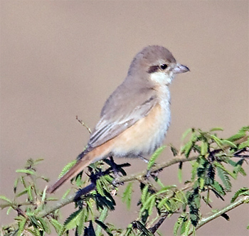 Isabelline Shrike