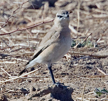 Isabelline Wheatear