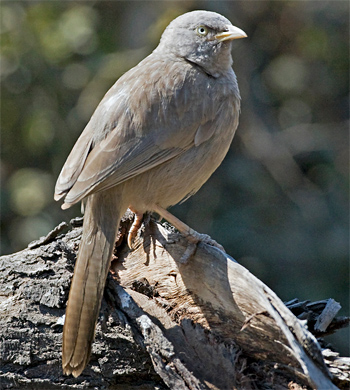 Jungle Babbler