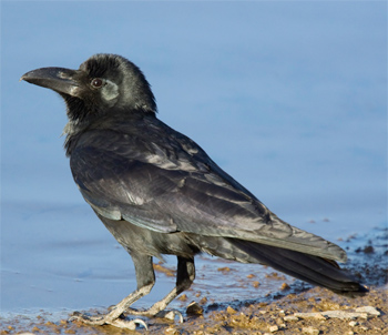 Large-billed Crow