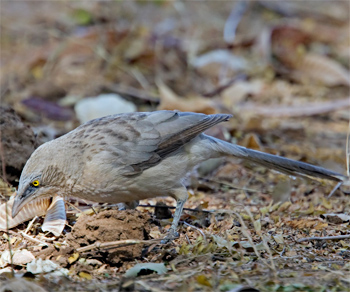 Large Grey Babbler