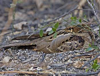 Large-tailed Nightjar
