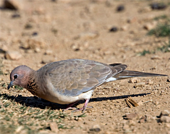 Laughing Dove