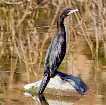 Little Cormorant