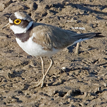 Little Ringed Plover