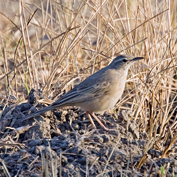 Long-billed Pipit
