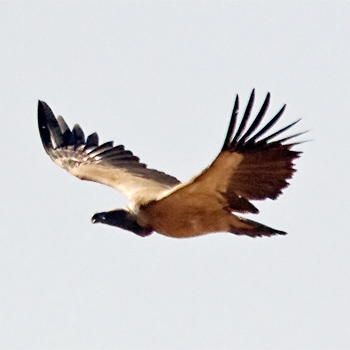 Long-billed Vulture