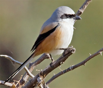 Long-tailed Shrike