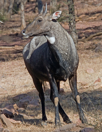 Nilgai