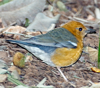 Orange-headed Thrush