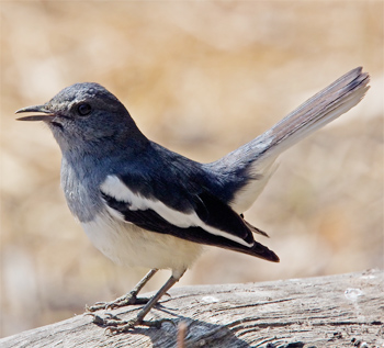 Oriental Magpie-robin<