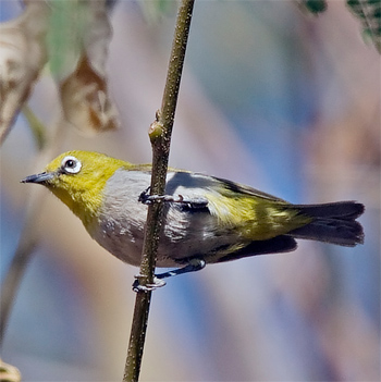 Oriental White-eye