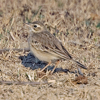 Paddyfield Pipit