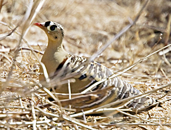 Painted Sandgrouse