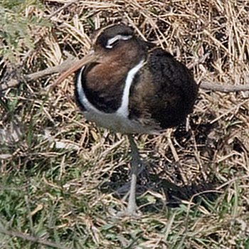 Painted Snipe
