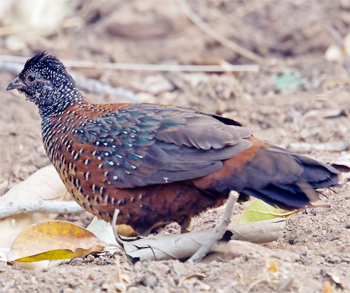 Male Painted Spurfowl