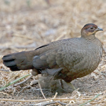 Female Painted Spurfowl