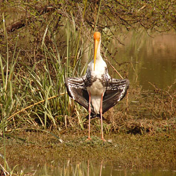 Painted Stork