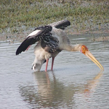 Painted Stork