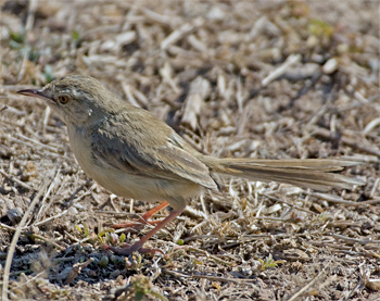 Plain Prinia<