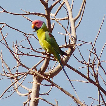 Plum-headed Parakeet