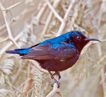 Purple Sunbird