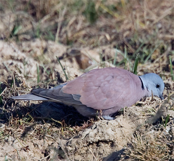 Red Collared-dove