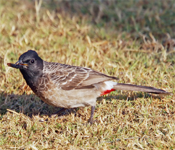 Red-vented Bulbul