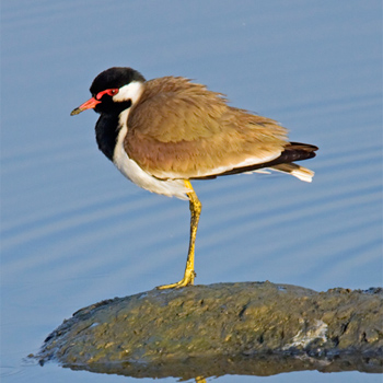 Red-wattled Lapwing
