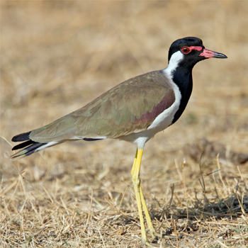 Red-wattled Lapwing