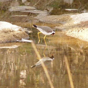 Red-wattled Lapwing