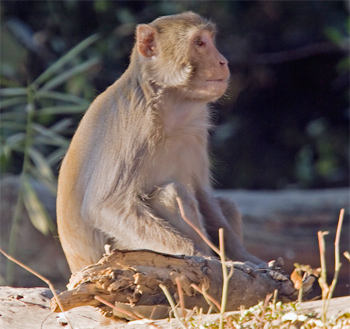 Rhesus Macaque