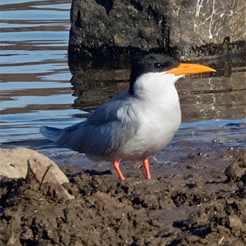 River Tern