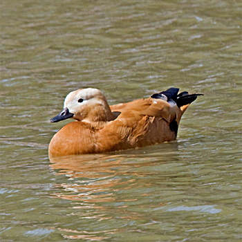 Ruddy Shelduck