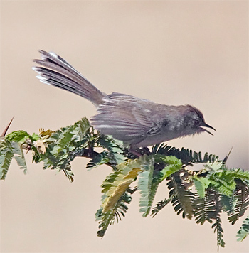 Rufous-fronted Prinia