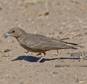 Rufous-tailed Lark
