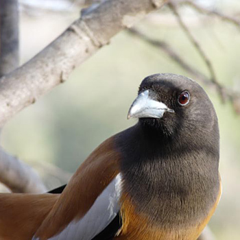 Rufous Treepie