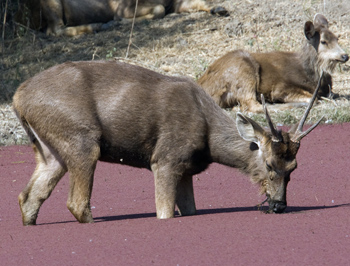 Sambar